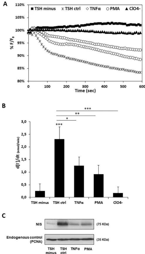 Fig 3. Effect of TNF-α and PMA on TSH-induced iodide uptake and NIS protein levels in Y-PCCL3 cells