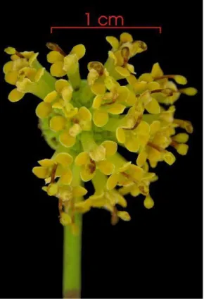 Figura 6 - Conjunto de Flores da Uncaria tomentosa (© Copyright Smithsonian Tropical  Research Institute, 2003-2006 