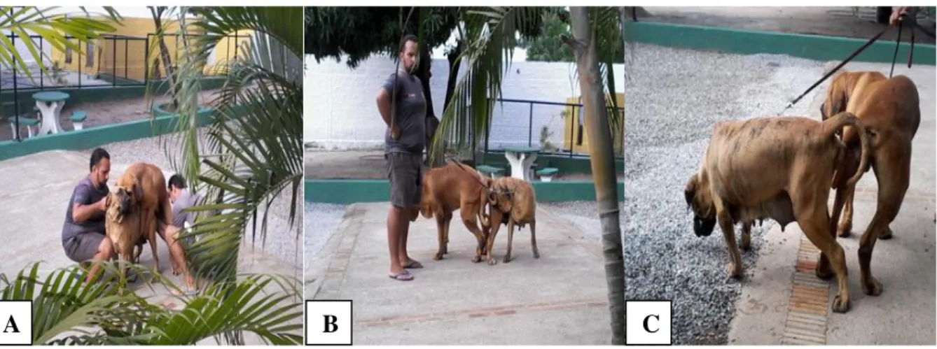 Figura  10  –  Casal  de  cães  da  Raça  Fila  Brasileiro  durante  acasalamento.  A-  Monta  natural  controlada;  B-  Sucesso  na  monta  natural  controlada;  C-  Macho  e  fêmea  “presos”  durante  acasalamento