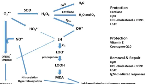 Figure 1 shows the pathway from superoxide formation to lipid peroxidation and the generation of aldehydes