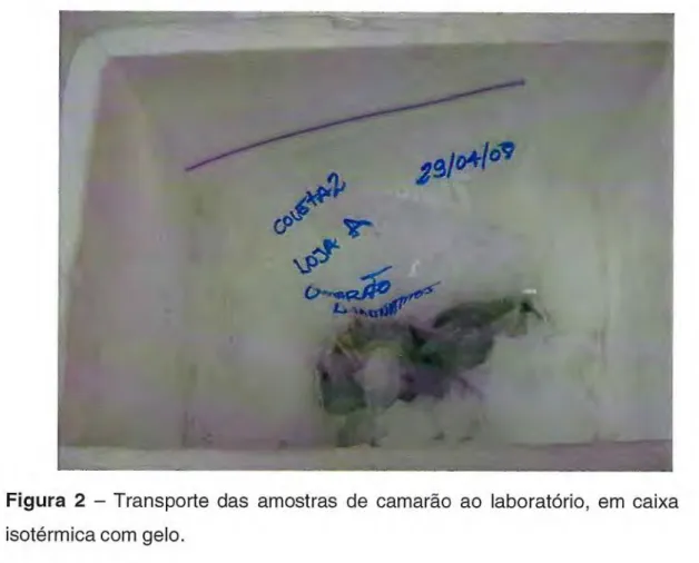 Figura 2 —  Transporte das amostras de camarão ao laboratório, em caixa  isotérmica com gelo