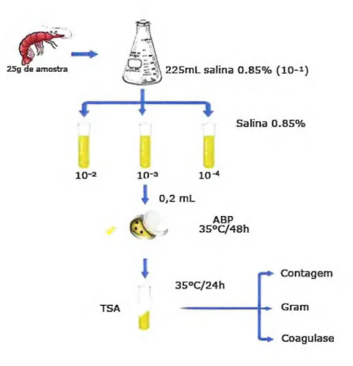 Figura 5 —  Fluxograma de identificação de  Staphylococcus  coagulase  positiva a partir de amostras camarão comercializados em dois  supermercados em Fortaleza, CE
