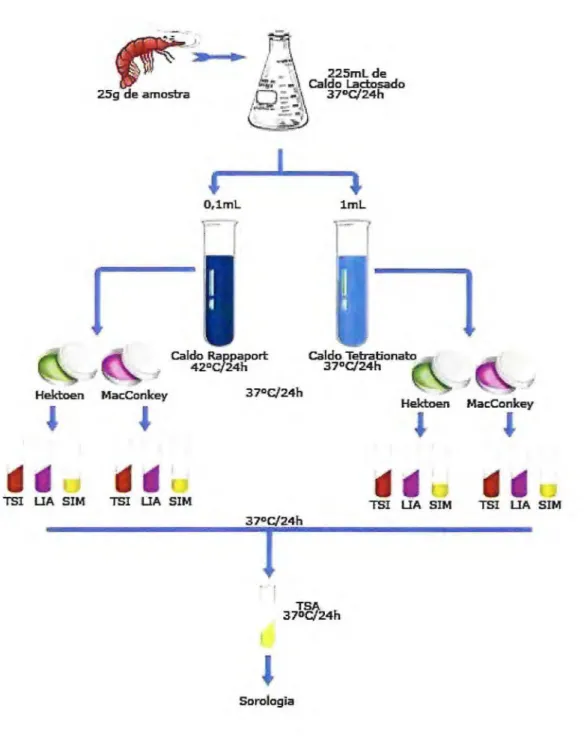 Figura 6 - Fluxograma para identificação de Salmonella a partir de isolados  de amostras de camarão de duas lojas de uma rede de supermercados em  Fortaleza, CE