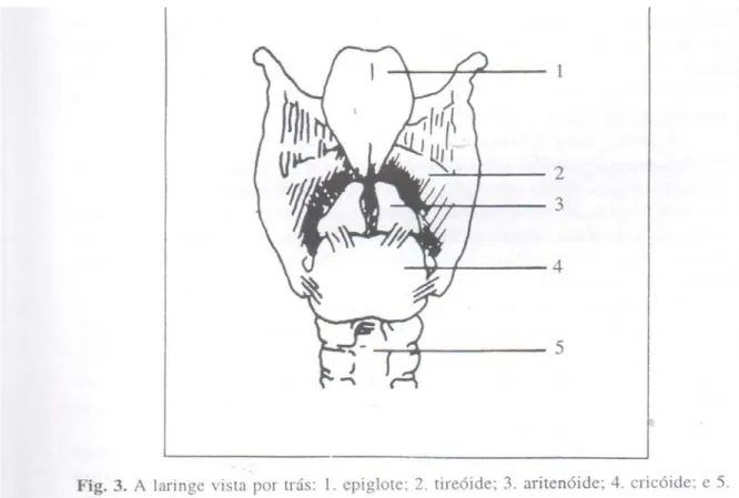 Figura 2- A laringe vista por trás: 1.epiglote, 2.tireóide, 3.aritenóide, 4.cricóide  e 5.traquéia      
