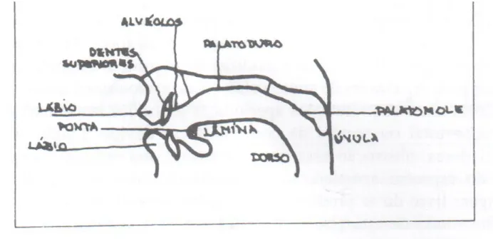 FIGURA 3: Articuladores da cavidade orofaríngea     (cf. Callou e Leite 2000: p.24)                           