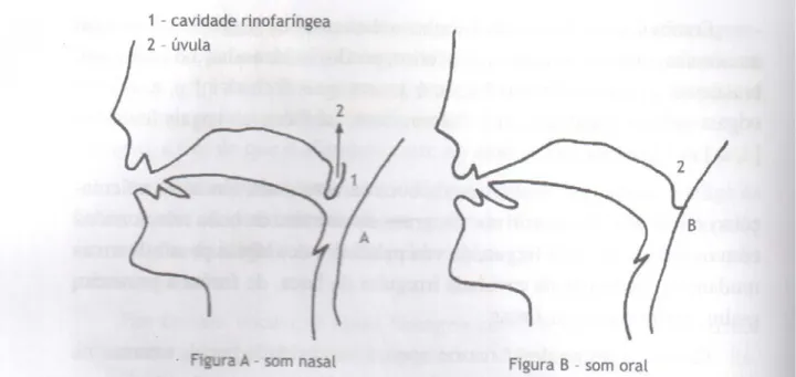 Figura 5 Sons nasais e orais  ( cf. Silveira, 2008: pág.62) 