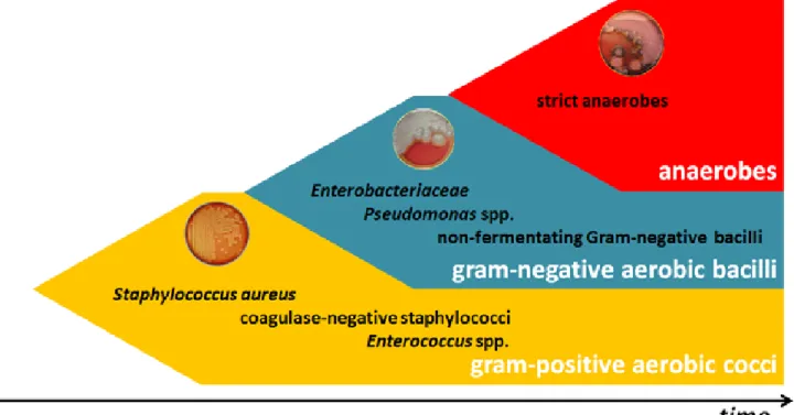 Figure A1-1 –  Qualitative  aspects  of  acute  and  chronic  wounds.  Gram-positive  cocci,  namely  S
