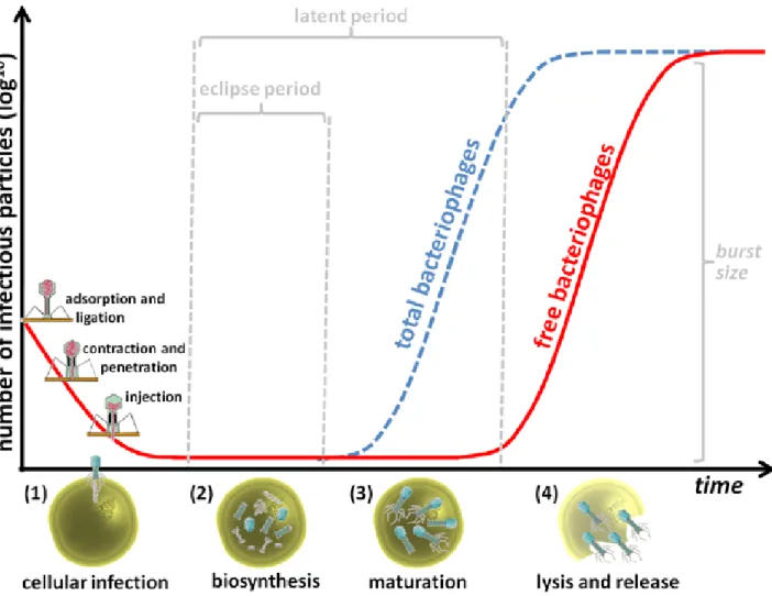 Figure A1-6 – Common steps of the bacteriophage lytic replication process properly correlated with  graphical representation of the one-step-growth curve (a myovirus is used here as example)