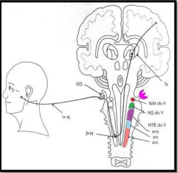 Figura 1- Anatomia do complexo trigeminal no tronco encefálico 