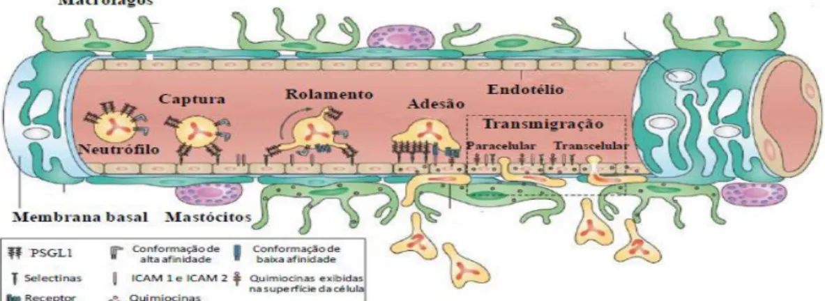 Figura 2- Migração dos leucócitos da corrente sanguínea para o tecido lesado  