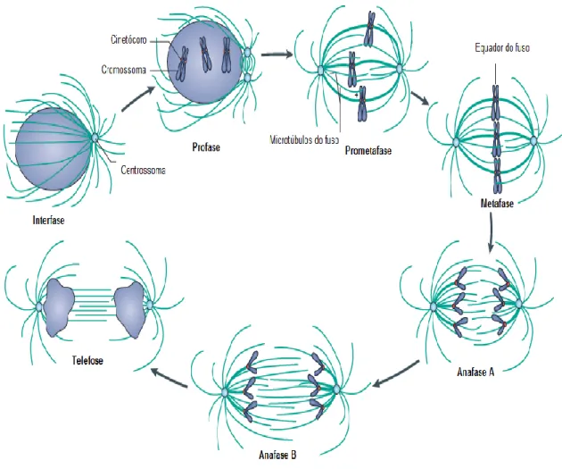 Figura 3: Estrutura do fuso mitótico e sua evolução ao longo das várias fases da mitose [47]