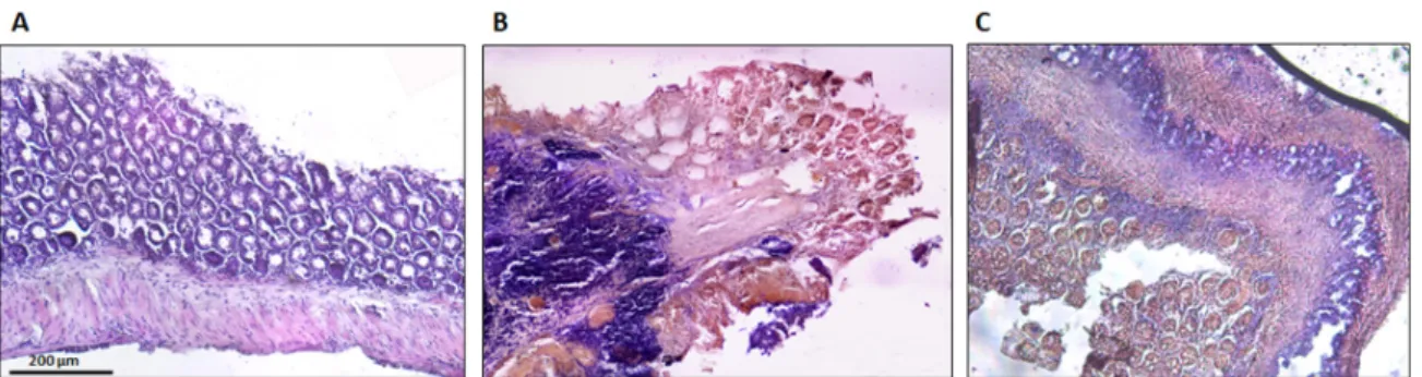 Figure 8. Effect of the spearmint extract administration on the histological features of colon  inflammation