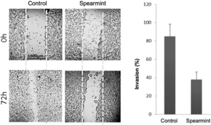 Figure 11. Effect of spearmint phenolic extract (at a concentration of 500 μg/mL) on the invasion  properties of HT-29 colorectal cancer cells in a wound-closure assay (at 0 h and 72 h)