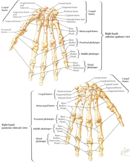 Figura 4 - Ossos constituintes da mão  (NETTER 2011)