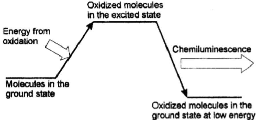 Figure 4 – Scheme of chemiluminescent light emission.  24
