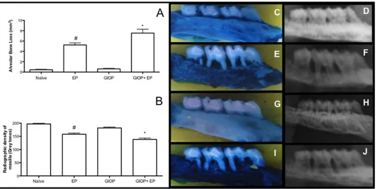 Figure  1.  Effect  of  GIOP  on  alveolar  bone  tissue  of  rats  with  experimental  periodontitis