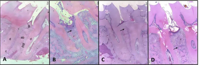 Table 1. Effect of GIOP on Histopathological analysis of hemimaxillae 