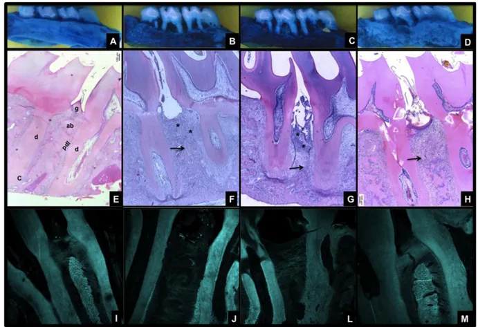 Figure  3.  Effect  of  ATV  on  periodontal  tissue  of  animals  with  GIOP  and  EP