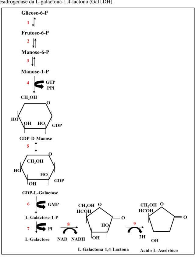 Figura 3 -  Via da L-galactose ou Smirnoff-Wheeler de biossíntese do ácido L-ascórbico