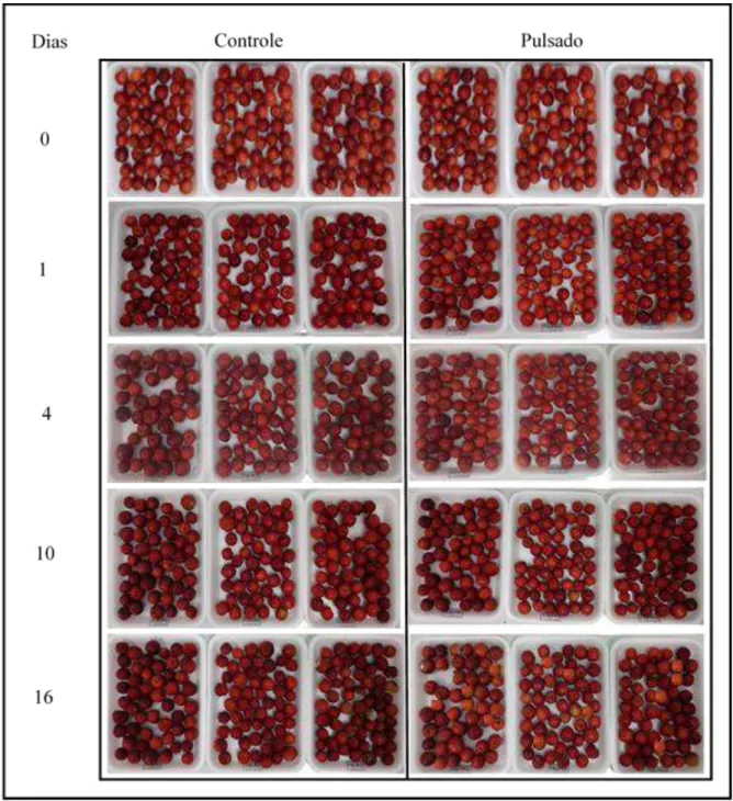 Figura  8  -  Ac erolas  ‘Okinawa’  tratadas  com  luz  pulsada  (0,6  J.cm -2 )  e  armazenadas  sob  refrigeração (10 ºC) por 16 dias