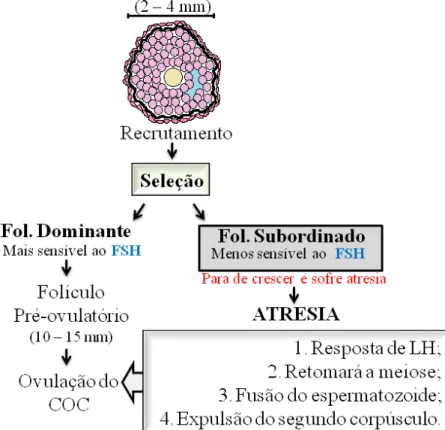 Figura 3. Representação esquemática da fase de seleção folicular. 