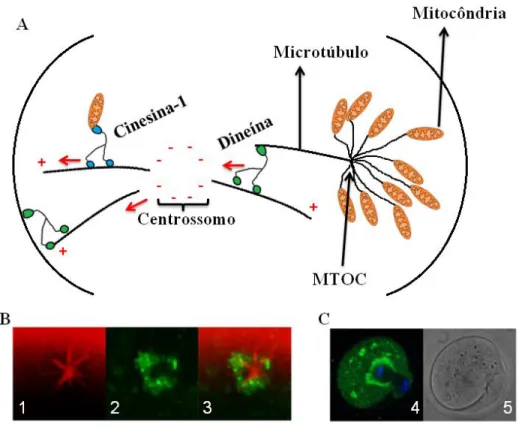 Figura  5.  Movimento  mitocondrial.  a)  Esquema  representativo  da  movimentação mitocondrial em oócitos de camundongos orquestrada pelas  proteínas  motoras  dineína  e  cinesina-1