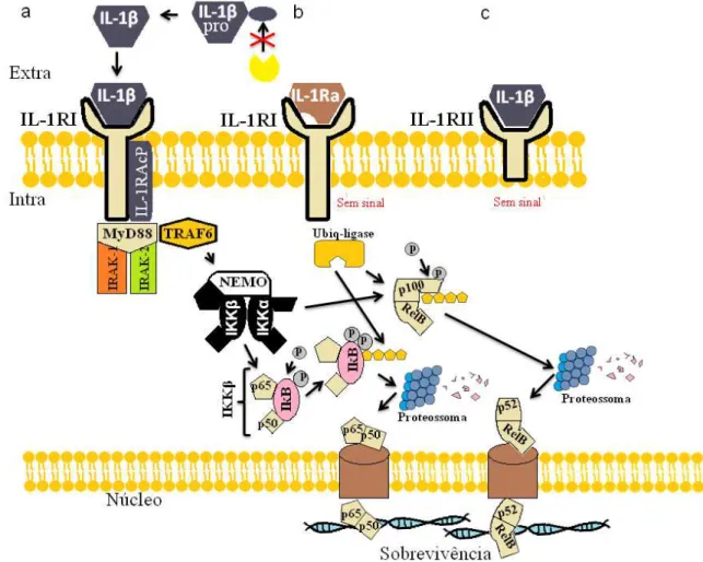 Figura  7.  Vias  de  sinalização  do  sistema  IL-1β  –  (a)  complexo  de  heterodímero  do  sistema IL- 1β capaz de promover transdução de sinal  (via clássica pela estimulação do  NEMO);  (b)  antagonista  natural  da  IL-1β  (IL-1Ra)  promovendo  o  b
