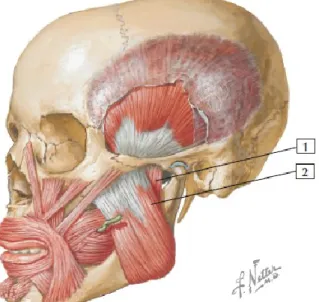 Figura 7: Masseter (adaptado) (Netter, 2015)