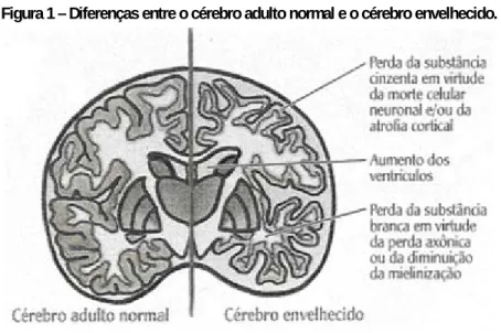 Figura 1 – Diferenças entre o cérebro adulto normal e o cérebro envelhecido. 