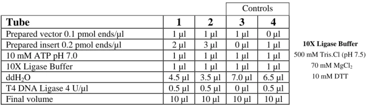Table 4 - Ligation reaction of insert + plasmid  Controls 