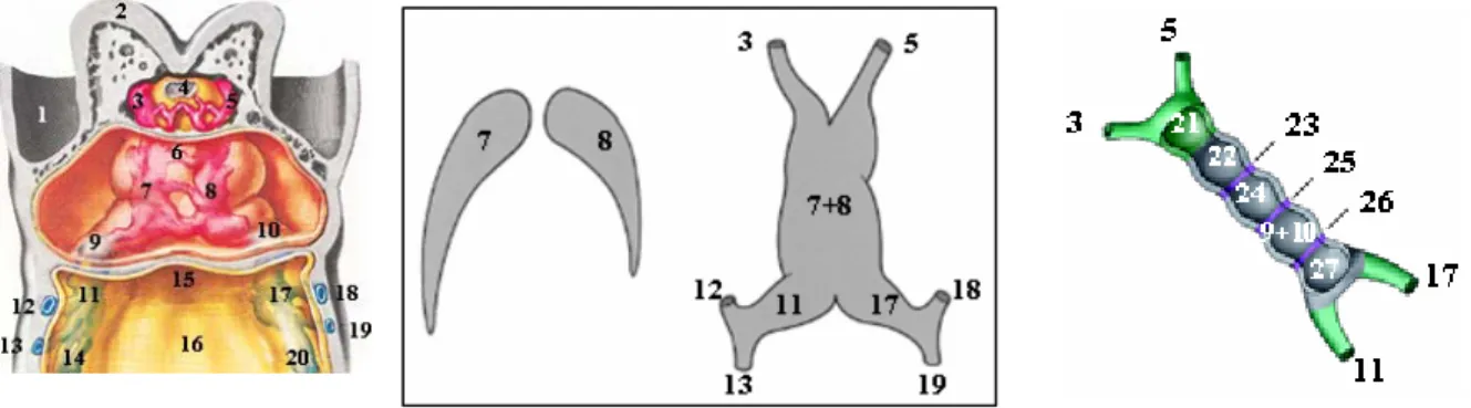Figure 1 - At left, ventral dissection at the cardiogenic region of a human embryo with approximately 22 days  of development (left)