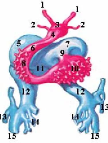 Figure 4 - Sagittal dissection of a human embryo with approximately 25 days of development