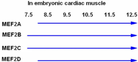 Figure 6 - Temporal patterns of Mef2 genes  relative to each other. Expression patterns of  each gene during mouse cardiac  embryogenesis are indicated by lines