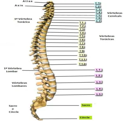 Figura 1: Coluna Vertebral 
