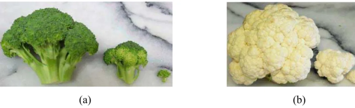 Figura 2.35. Formas fractais encontradas em verduras: (a) Brócolis; (b) Couve-flor. 