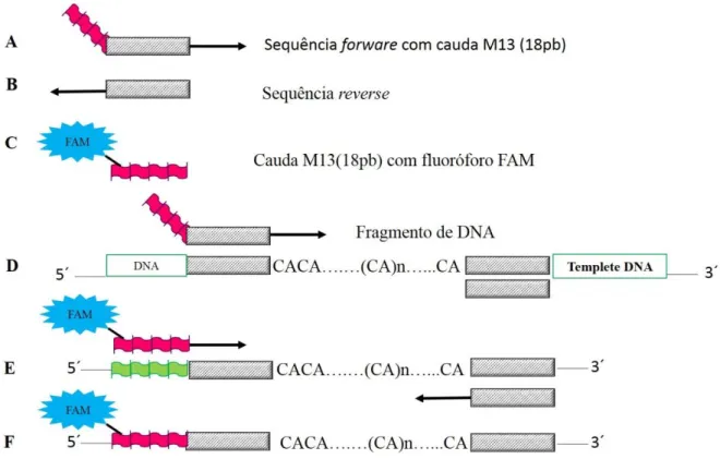 Figura 4- A figura representa a reação de amplificação usando a cauda universal M13. A