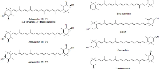 Figure  1.2  –  Molecular  structure  of  different  carotenoids:  the  three  stereoisomers  of  astaxanthin,  β-carotene,  lutein,  zeaxanthin and canthaxanthin
