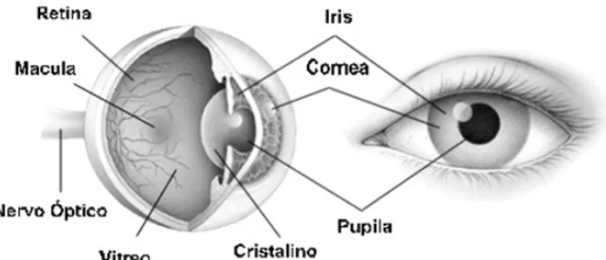 Figura 2- Olho Humano  Fonte: (Anshel, 2005) 