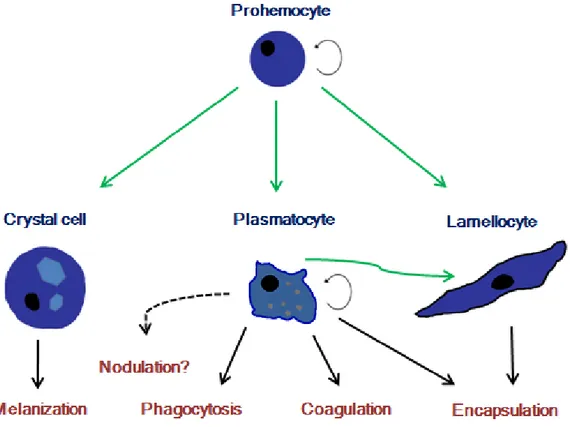 Figure 1 - Hemocyte classes present in Drosophila larvae and their functions during an  immune response: prohemocytes are present in embryo hematopoietic tissue and in lymph  gland