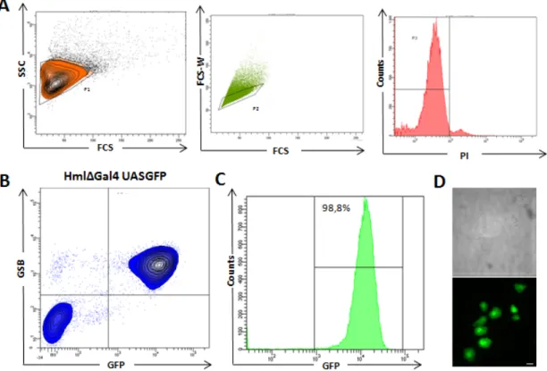 Figure 4 –  FACS analysis of circulating plasmatocytes: (A) Chosen criteria to select live  single cells with a correspondence to plasmatocyte  morphology, Side Scatter (SSC), Forward  Scatter (FCS), Forward Scatter Width (FCS-W), Propidium Iodide (PI)