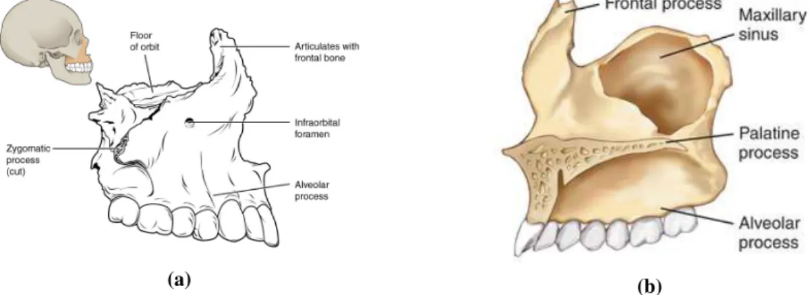 Figure 2.1: Maxillary bone. (a) Location of the bone and close-up lateral view. (b) Medial view.