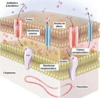 Figura 1  – Mecanismos de resistência em Acinetobacter (Munoz-Price &amp; 