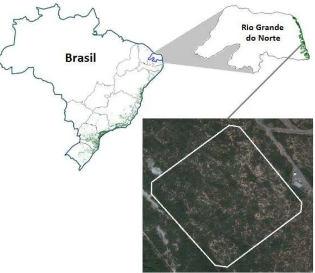 Figura  1:  Localização  da área  de  estudo  para  monitoramento da biologia  reprodutiva  de Turdus leucomelas em fragmento de restinga do norte da Mata Atlântica