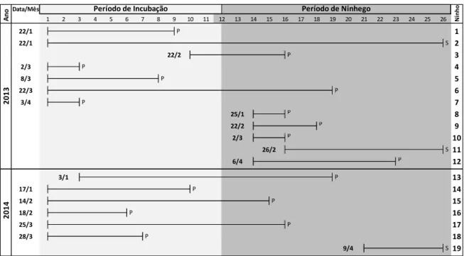 Figura 3: Histórico dos ninhos de Turdus leucomelas acompanhados em um fragmento  do norte da Mata Atlântica entre 2013 e 2014 (&#34;dia/mês&#34; = data em que o ninho foi  encontrado, S = sucesso e P = perda)