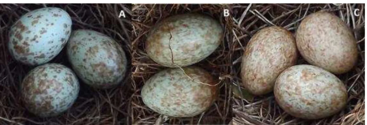 Figura 5: Diferenças no padrão de pintas (A-C) na forma dos ovos (B) dentro de uma  mesma postura de Turdus leucomelas em fragmento do norte da Mata Atlântica