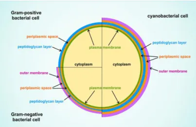Figura  3  -  Representação  esquemática  que  compara  a  estrutura  celular  das  Cianobactérias  com  as  células  das  bactérias Gram-positivos e Gram-negativos
