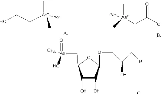Figura 1.4 – Estrutura de arsenocolina (A) arsenobetaína (B) e organolípidos (C). 