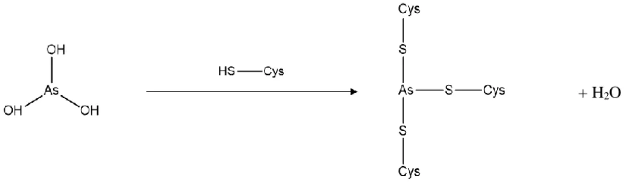 Figura 1.7 Reação entre o ATO e metalotioneínas. 
