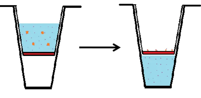 Figura 3.1 – Esquema de centrifugação para separação do arsénio livre do arsénio (roxo) ligado ao complexo proteína-ATO  (laranja)
