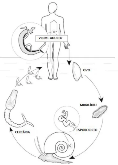 Figura 2- Ciclo biológico do Schistosoma mansoni. 